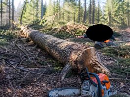 Radnik poginuo tokom seče šume na planini Jadovnik kod Prijepolja