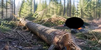 Tragedija na Jadovniku: drvo usmrtilo radnika tokom seče Radnik poginuo tokom seče šume na planini Jadovnik kod Prijepolja