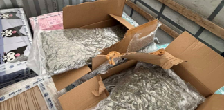 (FOTO) Kamion s „dečjim parfemima“ na granici: pronađeno 19 kilograma marihuane Kamion na graničnom prelazu Šid tokom kontrole nakon zaplene marihuane