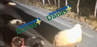 HOROR U Sandžaku: automobil udario stado ovaca, mještani tvrde da je išao i do 130 km/h Automobil nakon saobraćajne nesreće na putu u Sandžaku, stado ovaca na kolovozu