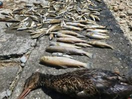 Rijeka Ibar kroz Rožaje, sivo taloženje na kamenju i u koritu nakon pomora ribe