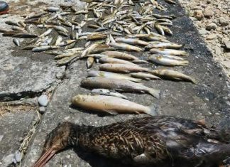 Ekološki incident u Rožajama: pomor ribe na Ibru kroz grad Rijeka Ibar kroz Rožaje, sivo taloženje na kamenju i u koritu nakon pomora ribe