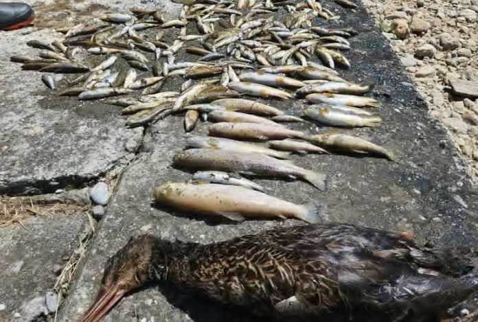 Rijeka Ibar kroz Rožaje, sivo taloženje na kamenju i u koritu nakon pomora ribe