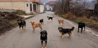 Majka troje dece u Novopazarskoj banji: čopor pasa napao na putu do posla Ilustracija pasa lutalica u naselju