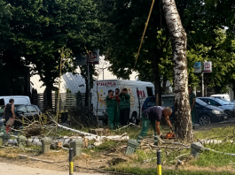 Uklonjena stabla kod Autobuske stanice u Novom Pazaru