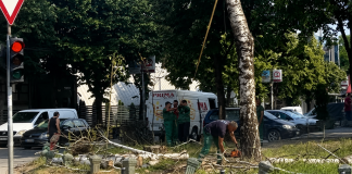 Uklonjena četiri stabla kod Autobuske stanice u Novom Pazaru Uklonjena stabla kod Autobuske stanice u Novom Pazaru