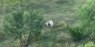 (VIDEO) Uzbudljivi i uznemirujući prizori iz Mura: psi lutalice usmrtili jagnje, meštani traže hitnu reakciju Uznemirujući snimak iz Mura: psi lutalice napali jagnje, meštani traže reakciju