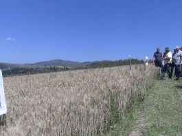 Ogledno polje strnih žita na Pešterskoj visoravni u selu Sugubine