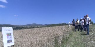 Na Pešteri predstavljeni rezultati ogleda strnih žita Ogledno polje strnih žita na Pešterskoj visoravni u selu Sugubine