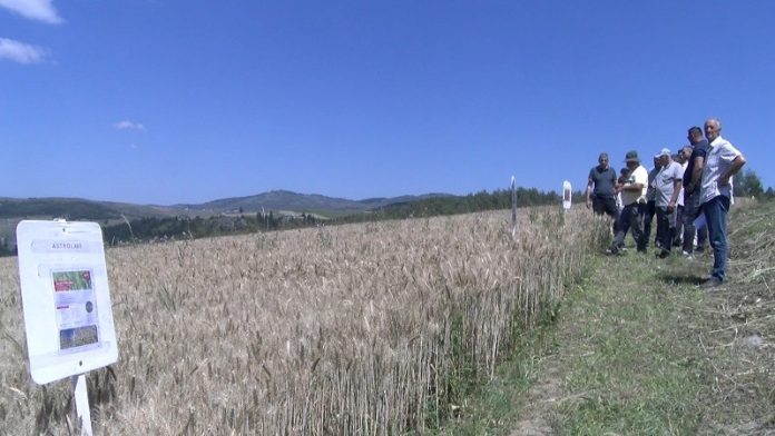Ogledno polje strnih žita na Pešterskoj visoravni u selu Sugubine