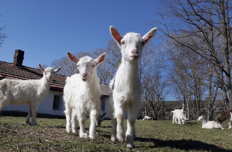 Ilustracija stočarstva i ovaca na pašnjaku u području Raške