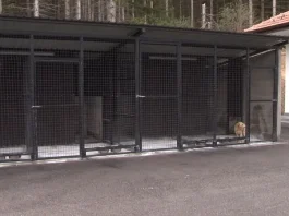 Prihvatilište za pse i mačke u Novom Pazaru i veterinarska briga o životinjama