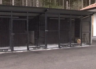 Prihvatilište u Novom Pazaru: vidljivi rezultati za manje od četiri meseca Prihvatilište za pse i mačke u Novom Pazaru i veterinarska briga o životinjama