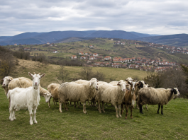 Ilustracija stočara i ovaca u štali, u kontekstu preventivnih mera zbog boginja ovaca i koza