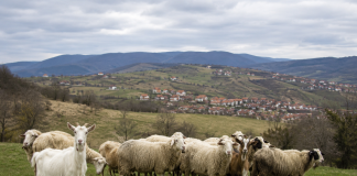 Novi Pazar pojačao preventivne mere zbog boginja ovaca i koza Ilustracija stočara i ovaca u štali, u kontekstu preventivnih mera zbog boginja ovaca i koza