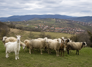Novi Pazar pojačao preventivne mere zbog boginja ovaca i koza Ilustracija stočara i ovaca u štali, u kontekstu preventivnih mera zbog boginja ovaca i koza