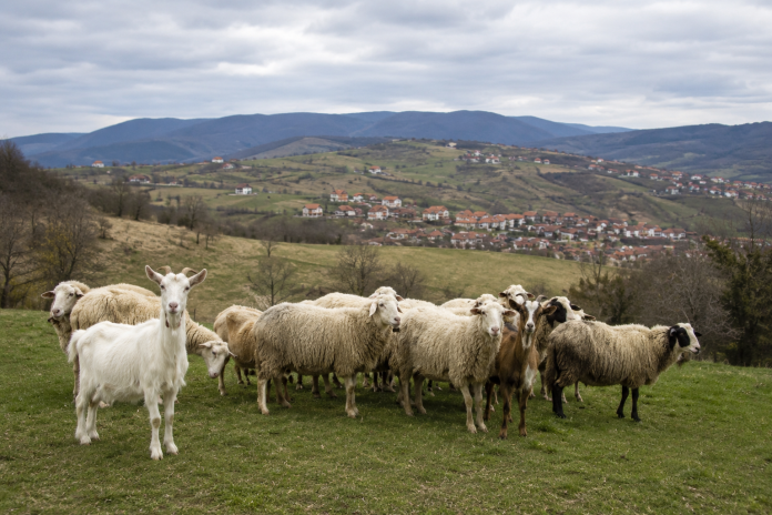 Ilustracija stočara i ovaca u štali, u kontekstu preventivnih mera zbog boginja ovaca i koza