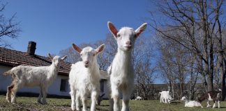 Novi Pazar sprovodi preventivne mere zbog boginja ovaca Sredstva za dezinfekciju i dezobarijeri u Novom Pazaru u okviru preventivnih mera