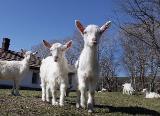 Novi Pazar sprovodi preventivne mere zbog boginja ovaca Sredstva za dezinfekciju i dezobarijeri u Novom Pazaru u okviru preventivnih mera