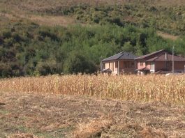Ogledno polje kukuruza kod Deževe tokom Dana polja