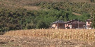 Na oglednom polju kod Deževe predstavljeno 19 sorti kukuruza Ogledno polje kukuruza kod Deževe tokom Dana polja