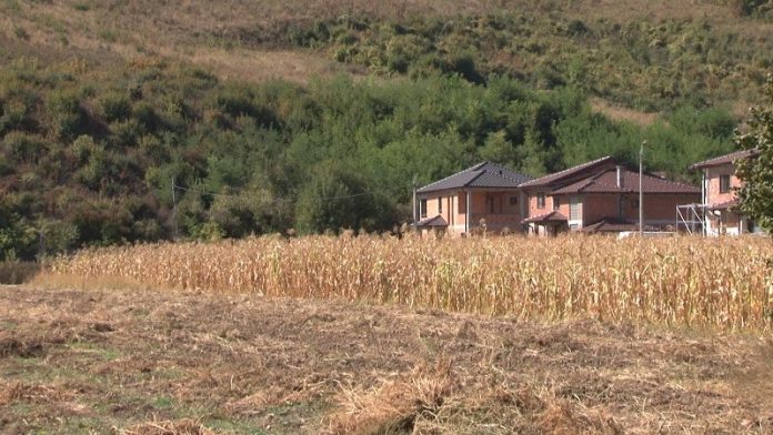 Ogledno polje kukuruza kod Deževe tokom Dana polja